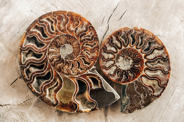 Ammonites fossil shell on wooden background. Top view. Copy, empty space for text. Polished half of petrified shells as souvenirs, gift © Andriy