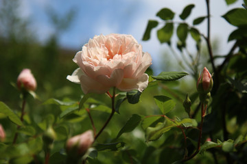 Fioritura in giardino di rose rampicanti di colore rosa sull’azzurro intenso del cielo di maggio