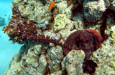 Octopuses are mating on coral reef in Red Sea, Eilat, Israel