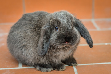 Portrait of an adorable gray baby bunny or rabbit on domestic background.