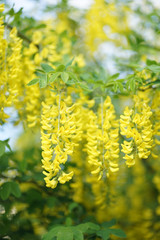  Laburnum, sometimes called golden chain or golden rain, is a genus of two species of small trees in the subfamily Faboideae of the pea family Fabaceae.   