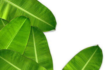 Fresh green banana leaves stacked into the background. Have a blank space for text input.