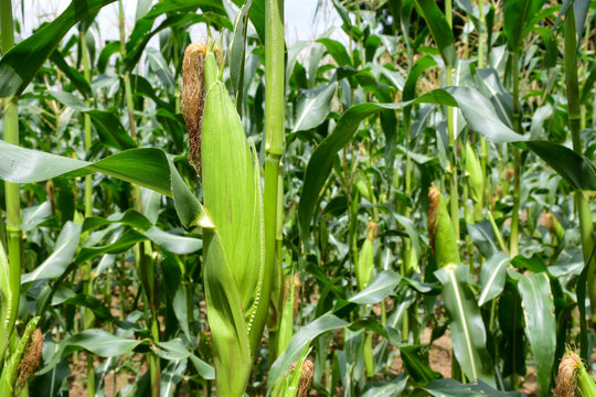 A selective focus picture of corn cob in organic corn field. Corn farm