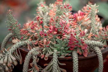 Close-up view of the various plants planted in the park,for the beauty of the spectators,fresh and comfortable,while resting during the day