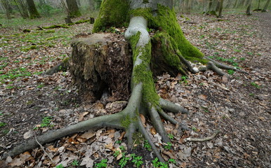 roots of a tree