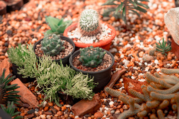 Close-up background of plants that are resistant to lack of water (cactus) that often grow in sandy and arid areas.