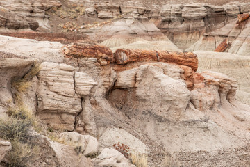 Petrified Forest in National Park in Arizona