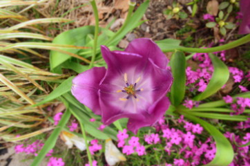 violet flowers in the garden