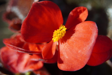 Fototapeta na wymiar Macro photography of spring flowers 
