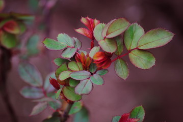 pink rose leaf