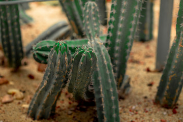 Close-up view of the plants planted in the plot for propagation, many types, to decorate the garden or cultivation for sale.