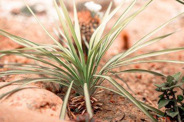 Close-up view of the plants planted in the plot for propagation, many types, to decorate the garden or cultivation for sale.