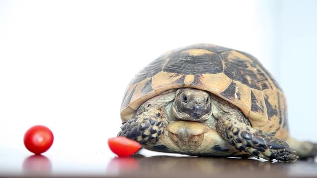 Glamorous turtle looks at you
