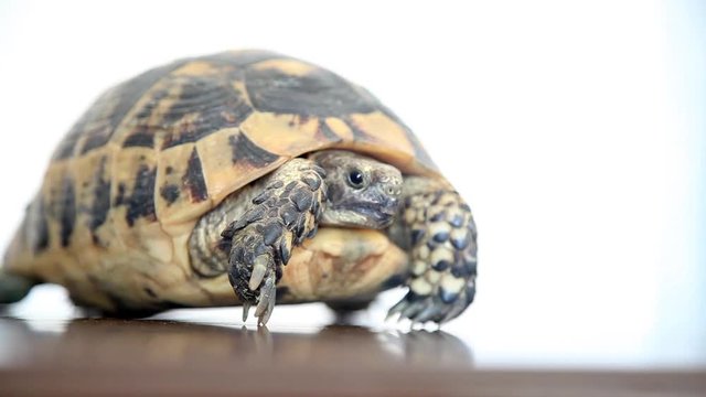 Glamorous tortoise slowly leaves
