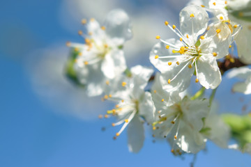 Beautifully blooming cherry brunch on the blue sky background on a sunny spring day in close-up