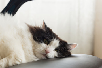 Fluffy black and white cat sleeps on a gaming chair