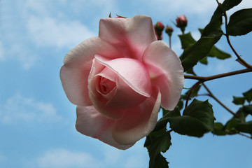Fioritura in giardino di rose rampicanti di colore rosa sull’azzurro intenso del cielo di maggio