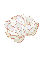 Beautiful illustration of a flower on the isolated white background. Clip art summer nature graphic.