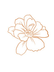 Floral summer line art on the white isolated background.