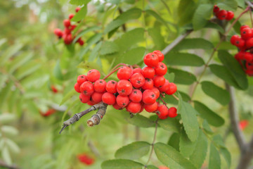 Red rowan on the green tree