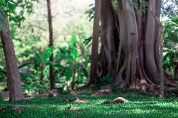 The natural background of the trunks of trees planted in the park, with blurred winds, fresh air and coolness.