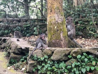 monkey forest