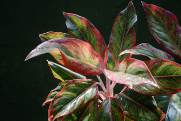 Aglaonema 'Siam Aurora' on dark background 
