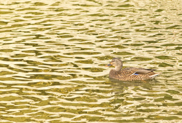 Mallard Duck in Golden Water