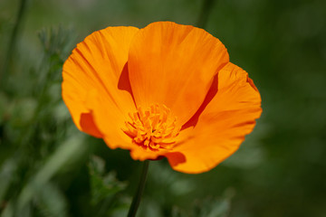 A Californian Poppy