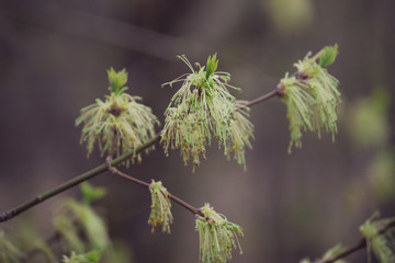 Blooming green maple tree in spring forest.