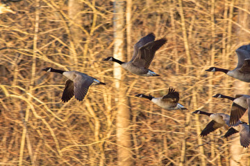 Geese in Flying See