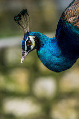Exotic male peacock showing his feather