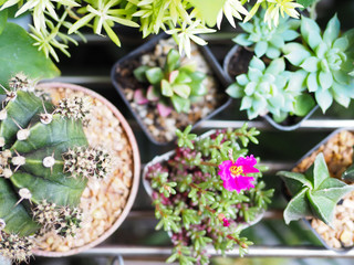 Fototapeta na wymiar cactus and succulent houseplant in pot top view selected focus