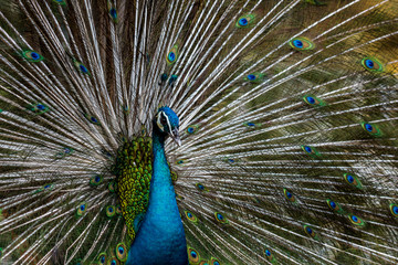 Naklejka premium One Lovely Exotic male peacock showing his feather
