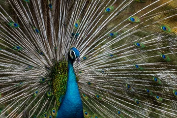 Fotobehang One Lovely Exotic male peacock showing his feather © Lee