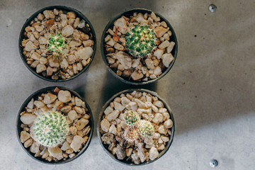 Cactus in a black pot