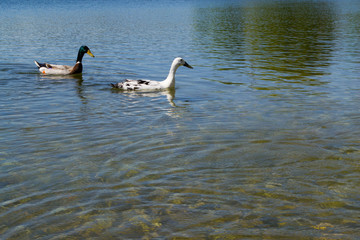 Beautiful ducks are swimming in the lake. Lake in the Alps mountains, Austria.