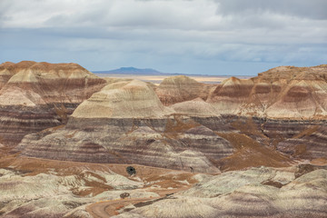 Petrified Forest in National Park in Arizona