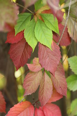 red and green leaves