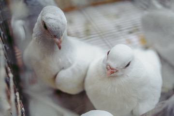 Gray doves in a cage