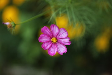 Garden flower Cosmea