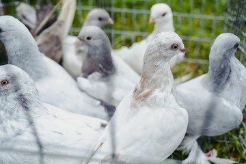 Gray doves in a cage