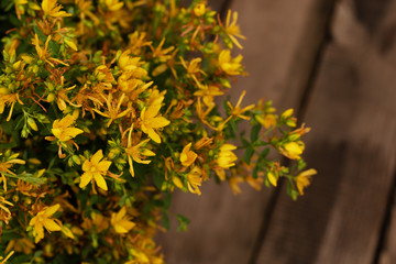 Harvesting herbs for storage. Alternative medicine is good for your health. Natural nature and rustic style. Yellow flowering plants. Hypericum.