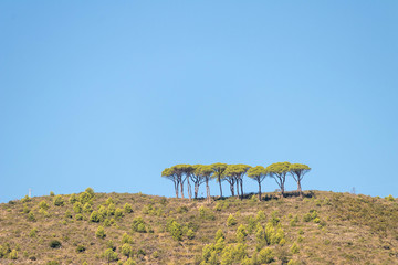 Landschaft mit Bäumen