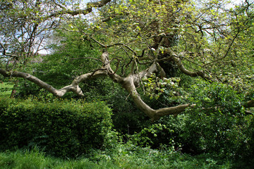 Ein alter Baum über einem Bach