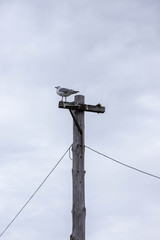 Bird on a pole