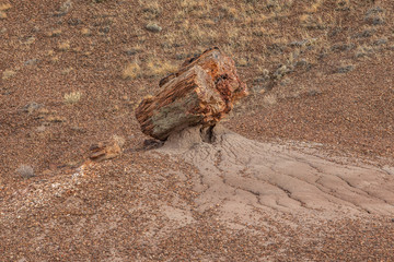 Petrified Forest in National Park in Arizona