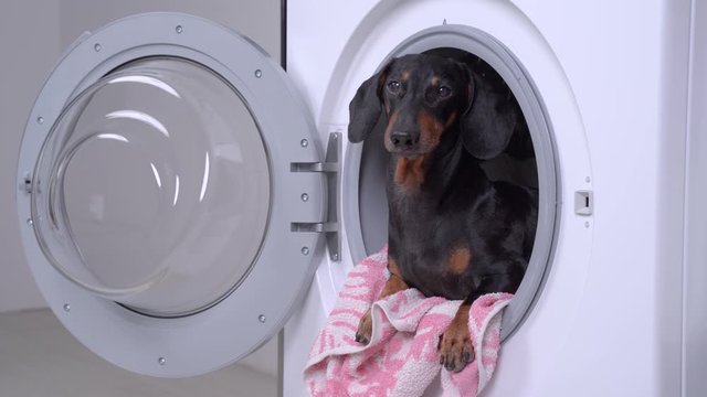 Funny little dachshund peeping out from the washing machine drum with laundries. Dog looks in different sides and run away. Indoors, humor concept of housekeeping daily routine.