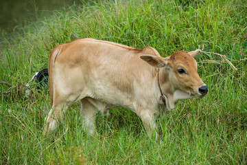 Naklejka na ściany i meble young cow posture at green farm