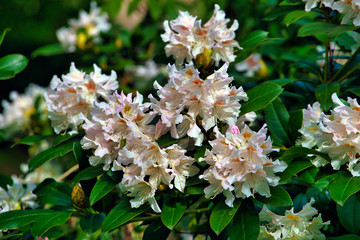 white and pink flowers